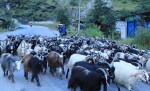 दशैँका लागि हिमाली क्षेत्रबाट भेडाच्याङ्ग्रा बजारमा भित्रिन थाल्यो 