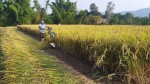 चैते धानको समर्थन मूल्य कार्यान्वयन गर्न कृषि मन्त्रालयको निर्देशन