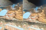 चितवनमा दाना उद्योगको पर्खाल भत्किँदा तीन मजदुरको मृत्यु
