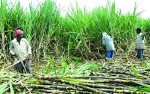 उखु किसानलाई १ अर्ब ५० करोड अनुदान रकम वितरण गरिदै