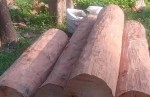 पर्सागढीमा सालको अवैध काठ तस्करीमा संलग्न दुई जना पक्राउ