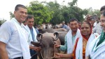 कलैयामा १४० किसानलाई भैंसी वितरण, आत्मनिर्भर कृषि–पशुपालनमा जोड