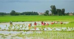 मधेशमा ७८.५९ प्रतिशत धान रोपाइँ सम्पन्न, सिरहामा सबैभन्दा बढी