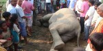 सर्लाहीमा परवल खेतमा मृत भेटियो जंगली हात्ती
