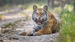 बाघको आक्रमणबाट एक जना गोठालाको मृत्यु