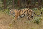 पटेर्वा सुगौलीमा बाघको आक्रमणबाट एक वृद्धा महिला घाइते
