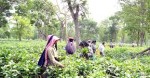 भारतको निर्यात रोकले चिया उद्योग संकटमा, ६० हजार श्रमिकको रोजगारी जोखिममा