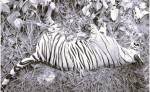 ठोरीको माली बस्ती नजिक मृत अवस्थामा पाटेबाघ फेला 