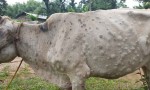 नवलपरासीमा ‘लम्पी स्किन’ सङ्क्रमण बढ्दै, १० गाईको मृत्यु