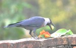 आज काग तिहार मनाइँदै