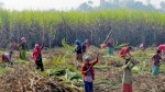 उखु उत्पादक किसानलाई १ अर्ब ६० करोड रुपैयाँ अनुदान उपलब्ध गराउन माग