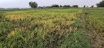 सिँचाइ अभावले धानबाली सुक्दै, किसानको लगानी संकटमा