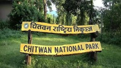 चितवन राष्ट्रिय निकुञ्जमा चोरी सिकारी नियन्त्रण गर्न ‘स्पाई क्यामेरा’ जडान
