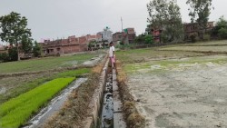 पर्सामा अधिकांश खेत बाँझै, असार १५ सम्म ७ हजार हेक्टरमा मात्र धान रोपाइँ