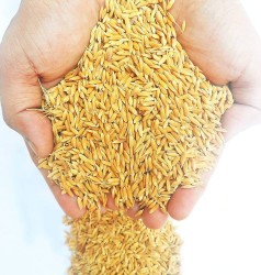 पर्सामा यस वर्ष धानको उत्पादनमा बृद्धि