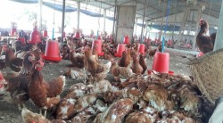 काठमाडौंको गोकर्णेश्वरमा बर्डफ्लु फैलियो, तीन वडामा पुष्टि