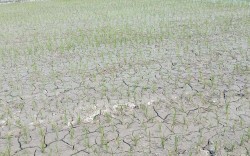 मधेस प्रदेशमा ७७ प्रतिशत धान रोपाइँ, उत्पादनमा २७ प्रतिशत कमी हुने अनुमान