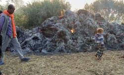 महोत्तरीमा धान खेतमा आगजनी