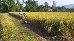 चैते धानको समर्थन मूल्य कार्यान्वयन गर्न कृषि मन्त्रालयको निर्देशन