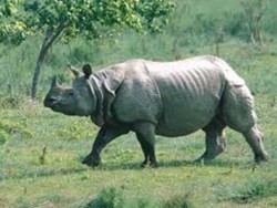 गैँडाको आक्रमणबाट वृद्धको मृत्यु  