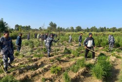 प्रहरीद्वारा ८ बिघामा लगाइएको प्रतिबन्धित लागु औषध गाँजा खेती फडानि गरी नष्ट