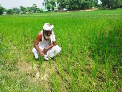 खडेरीका कारण बारामा चैते धान बोट सुक्न थाले