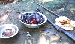 सर्लाहीबाट भरुवा बन्दुकसहित हरिणको मासु बरामद