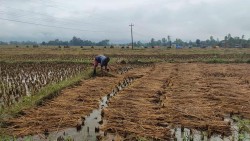 असारमा पानी नपरे, कात्तिकमा वर्षाले धान डुबायो : किसानको ६ महिनाको मेहनत जोखिममा