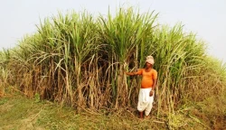 इन्दु शङ्कर चिनी उद्योगलद्धारा सर्लाहीका ४७ जना उखु किसान सम्मानित