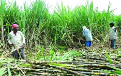 उखु किसानलाई १ अर्ब ५० करोड अनुदान रकम वितरण गरिदै