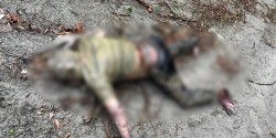 भेरी नदी किनारमा एक पुरुष मृत अवस्थामा फेला