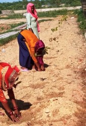 शिवम् लेयर्स फर्मले गणतन्त्र दिवसको अवसरमा रोपे एक हजार ३० वटा बिभिन्न प्रजातिका बिरुवाहरु