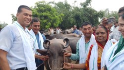 कलैयामा १४० किसानलाई भैंसी वितरण, आत्मनिर्भर कृषि–पशुपालनमा जोड