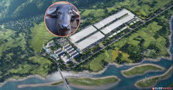 भैंसीको मासु निर्यात गर्न सिन्धुलीमा २७ अर्बको मेगा प्रोजेक्ट निर्माण  सुरु 