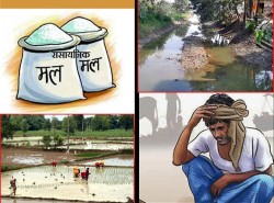 असार १५ मा धान दिवसको उत्सव, तर मल नपाएर अन्योलमा किसान