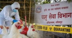 बर्ड फ्लु प्रभावित किसानका लागि ५० करोड रुपैयाँ निकासा