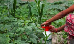 नेपालमा ३ विषादी प्रतिबन्ध