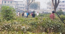 झापाको गिरीबन्धु चिया बगानभित्र कुहिएको अवस्थामा पुरुषको शव फेला