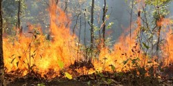 दक्षिणकाली वनमा लागेको डढेलो अझै नियन्त्रणमा नआएको 