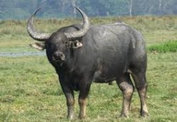 सप्तरीमा अर्नाको आक्रमणबाट एक जनाको मृत्यु