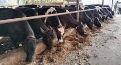 पर्साको ठोरीको गाई फार्म अलपत्र छाडेर हिँडेका सञ्चालकहरू सम्पर्कमा आए