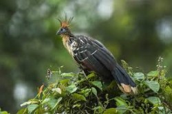 यो हो संसारकै दुर्गन्धित चरा – होआट्जिन