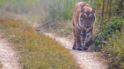  पर्साको जंगल बस्तीमा बाघको आतंक 