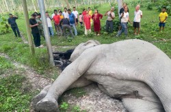 हाइटेन्सन तारबाट करेन्ट लागेर झापामा हात्तीको मृत्यु