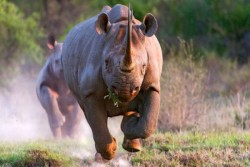 गैँडाको आक्रमणबाट एक युवकको मृत्यु