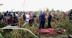सप्तरीमा जंगली हात्तीको आक्रमण, एक वृद्धको ज्यान गयो