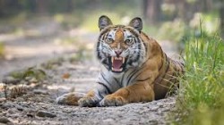बाघको आक्रमणबाट एक जना गोठालाको मृत्यु