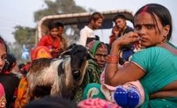 आज गढीमाई मेलाको दोस्रो दिनमा बोकाको बलि चढाउने परम्परा जारी 