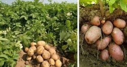 मुस्ताङमा आलुको उत्पादन क्षेत्र विस्तार :६२ करोडको ८२ लाख बढीको बिक्री