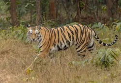 पटेर्वा सुगौलीमा बाघको आक्रमणबाट एक वृद्धा महिला घाइते